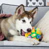Schnüffelball™ - Hours of fun and activity