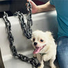 BarkBling | Funny Large Dog Collar
