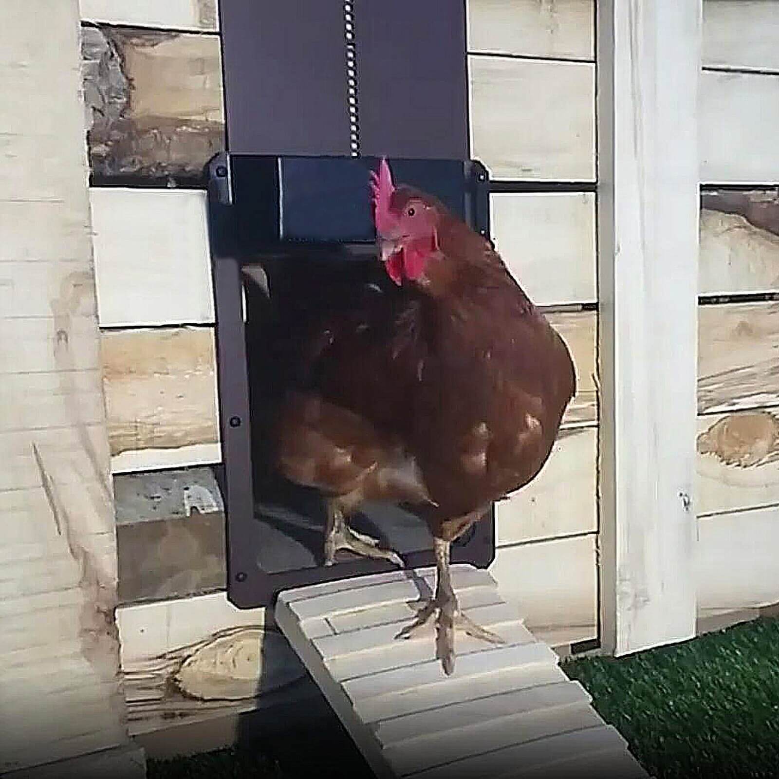 50% discount | ChickGuard™️ Automatic chicken coop door【Last day discount】