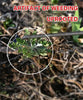 Weedy™ - Envided weed cutter