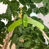 Plantop™ - Angle-adjustable plant training clips - Improve the life of your plants!
