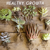 RapidRoot™ Organic Growth Powder 【Last day discount】
