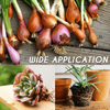 RapidRoot™ Organic Growth Powder 【Last day discount】
