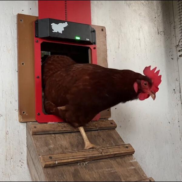 50% discount | ChickGuard™️ Automatic chicken coop door【Last day discount】