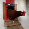 50% discount | ChickGuard™️ Automatic chicken coop door【Last day discount】