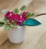 Fundrizz Leaf-Design Watering Funnel | Buy 3 Get 3 Free (6 PCS)