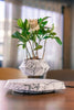 LeviPot™ - Floating MystiGrove Bonsai Pot