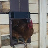 50% discount | ChickGuard™️ Automatic chicken coop door【Last day discount】