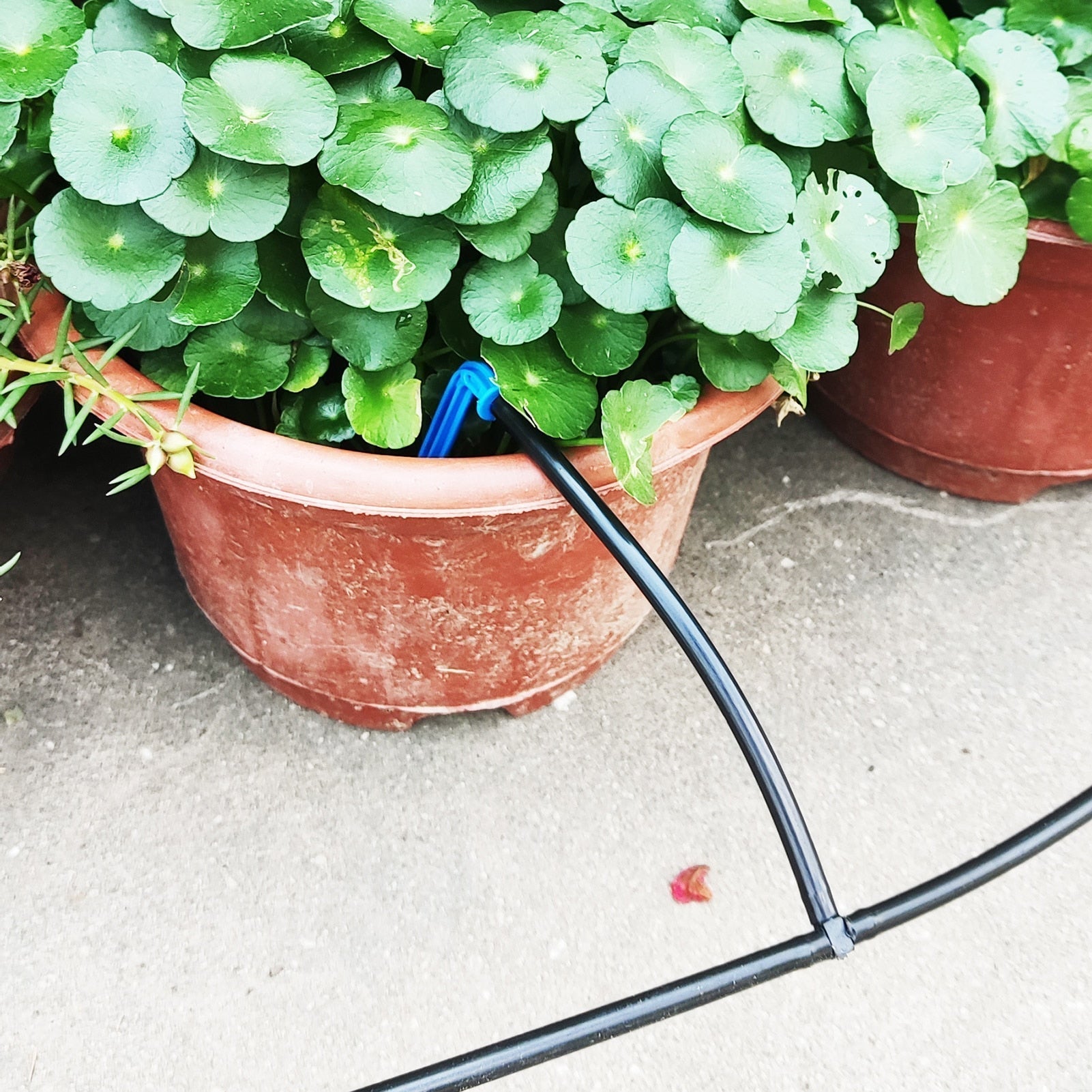 () SolarWatering™ - Never worry about your plants again!