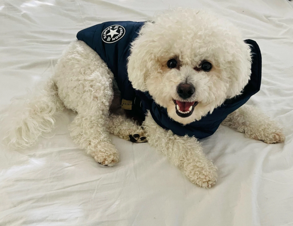 3 in 1 Dog Harness Jacket