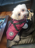 3 in 1 Dog Harness Jacket