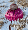 1+1 Free | FlowerBird - Cone flower bird feeder