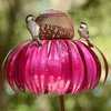 1+1 Free | FlowerBird - Cone flower bird feeder
