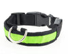 LED Safety DOG Collar