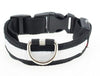 LED Safety DOG Collar