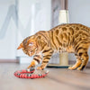 | meowx™ | Let your cat play for hours